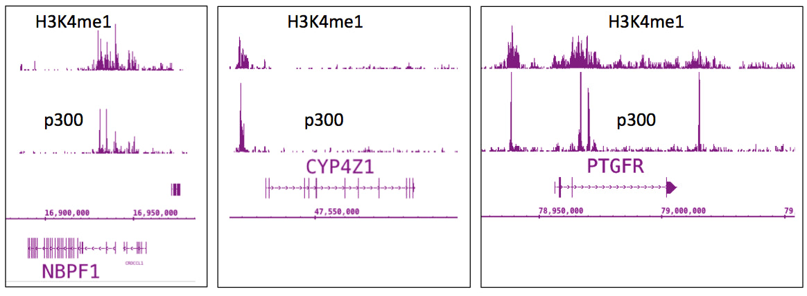 p300 antibody (mAb) - MyBio Ireland - Active Motif