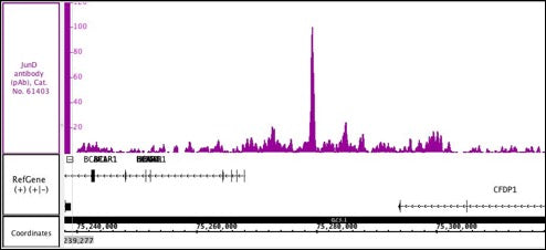 JunD antibody (pAb) - MyBio Ireland - Active Motif