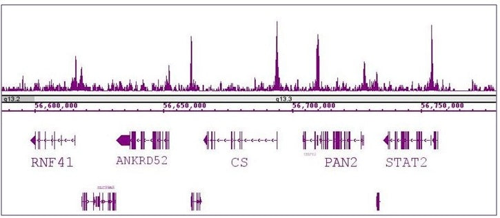 RBBP5 antibody (pAb), sample - MyBio Ireland - Active Motif