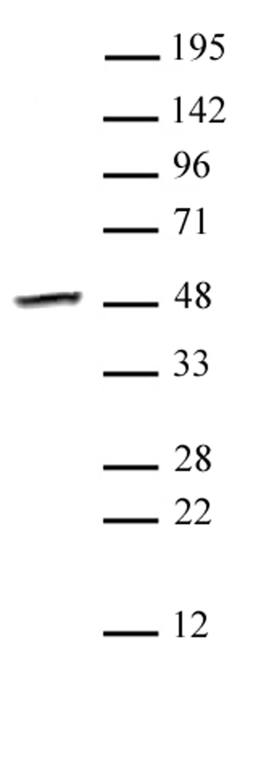 Smyd3 antibody (pAb), sample - MyBio Ireland - Active Motif