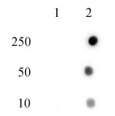 Histone H4H18ph antibody (pAb), sample - MyBio Ireland - Active Motif