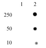 Histone H4H18ph antibody (pAb), sample - MyBio Ireland - Active Motif