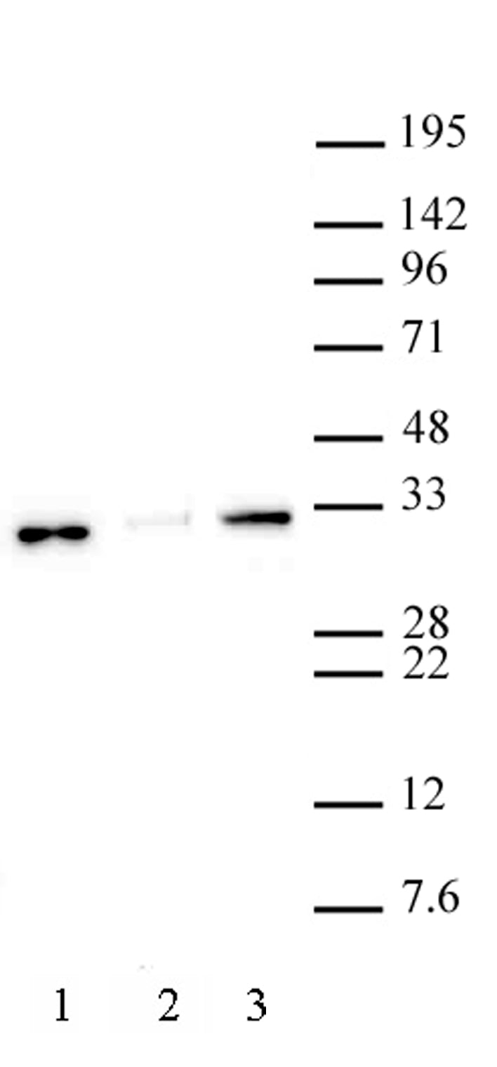 Histone H1.0 antibody (pAb) - MyBio Ireland - Active Motif