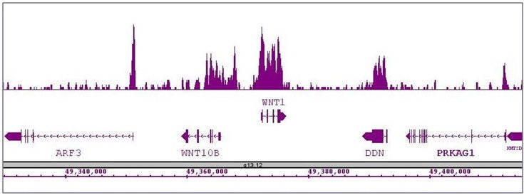 Nanog antibody (pAb), sample - MyBio Ireland - Active Motif