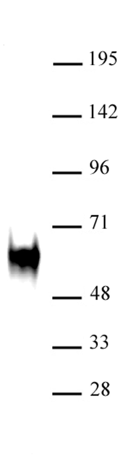 c-Fos antibody (pAb), sample - MyBio Ireland - Active Motif