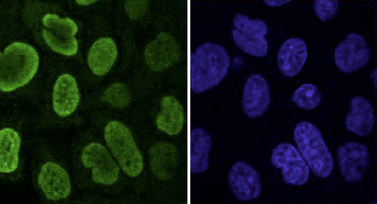 Histone macroH2A1.2 antibody (mAb) - MyBio Ireland - Active Motif