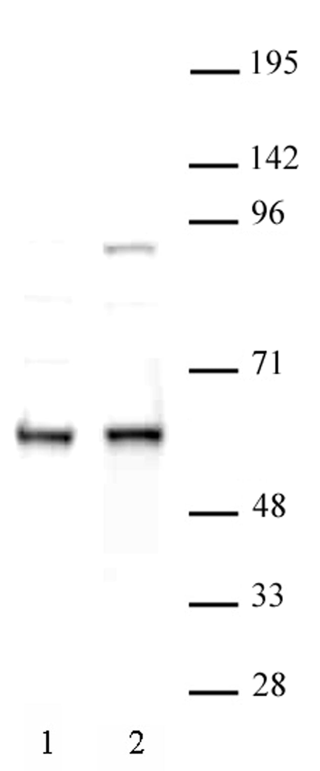 FTO antibody (pAb), sample - MyBio Ireland - Active Motif