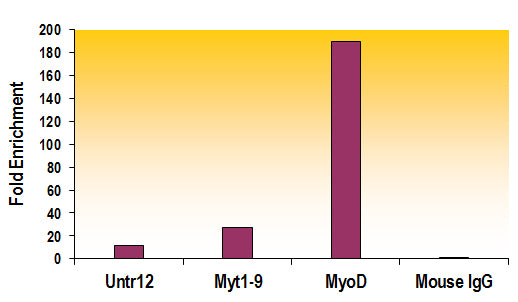 Histone H3K27me2 antibody (mAb) - MyBio Ireland - Active Motif