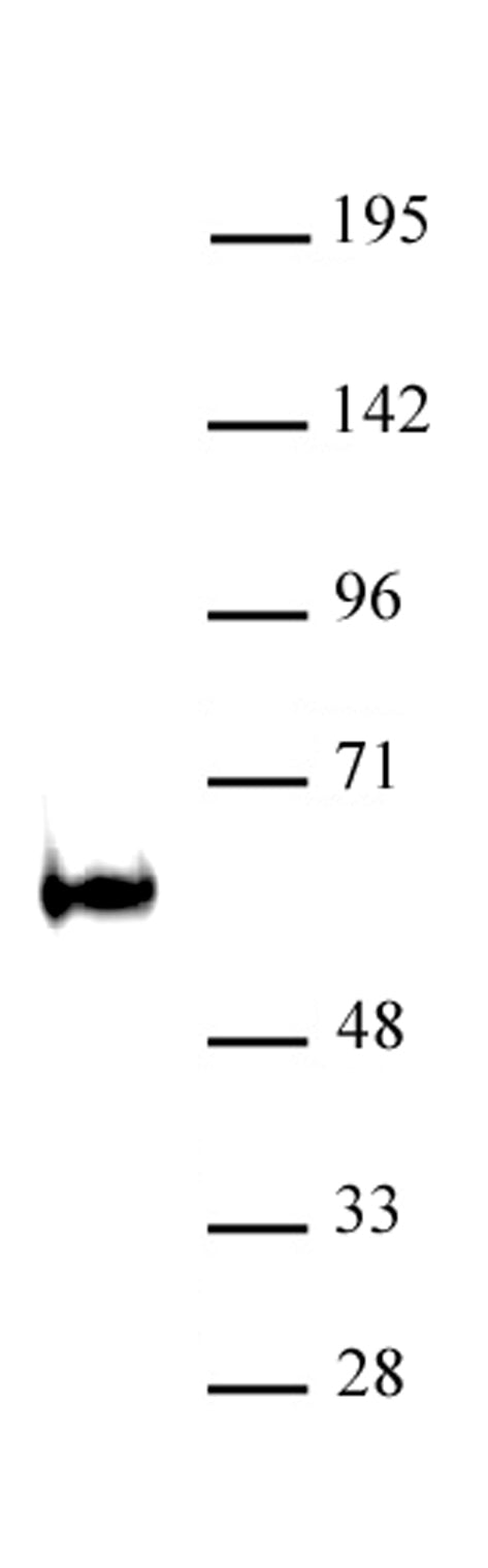 TDG / Thymine-DNA glycosylase antibody (pAb) - MyBio Ireland - Active Motif