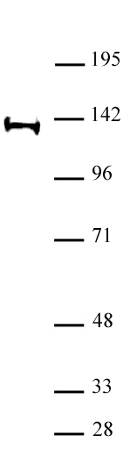 Supt16H / Spt16 antibody (pAb), sample - MyBio Ireland - Active Motif