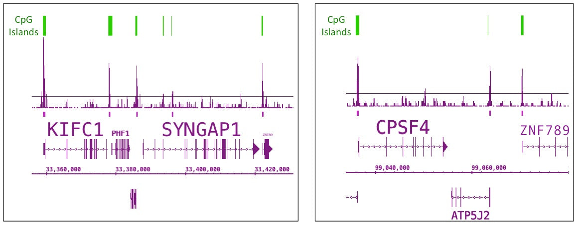 Tet1 antibody (pAb) - MyBio Ireland - Active Motif