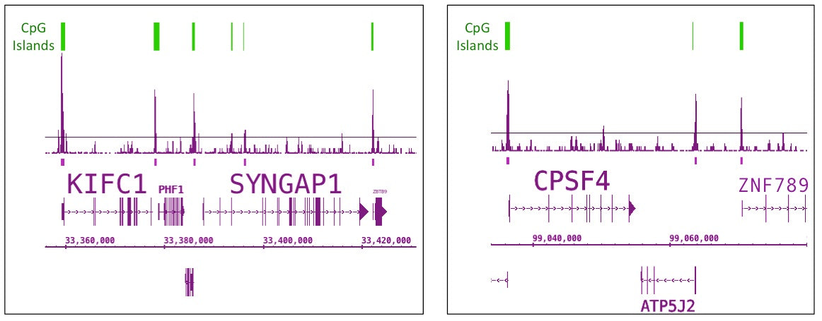 Tet1 antibody (pAb), sample - MyBio Ireland - Active Motif
