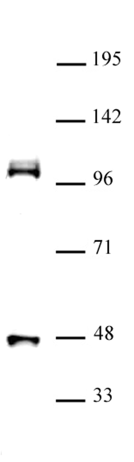 CUL4B antibody (pAb), sample - MyBio Ireland - Active Motif