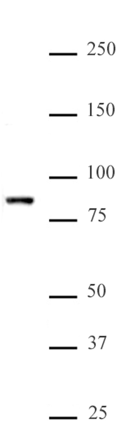 KMT2E (MLL5) antibody (pAb), sample - MyBio Ireland - Active Motif