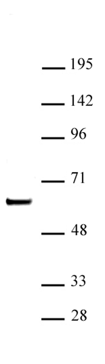 SETD7 / SET7 antibody (pAb), sample - MyBio Ireland - Active Motif