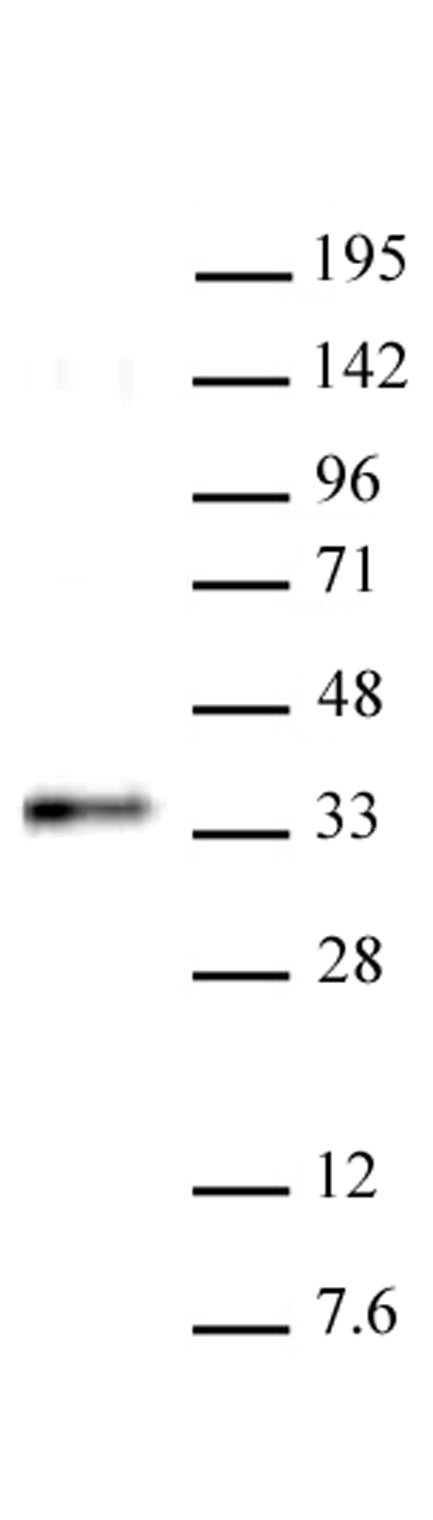 RYBP antibody (pAb) - MyBio Ireland - Active Motif