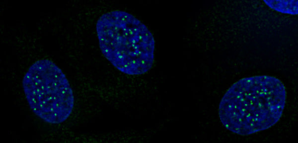 CENP-A phospho Ser18 antibody (pAb) - MyBio Ireland - Active Motif
