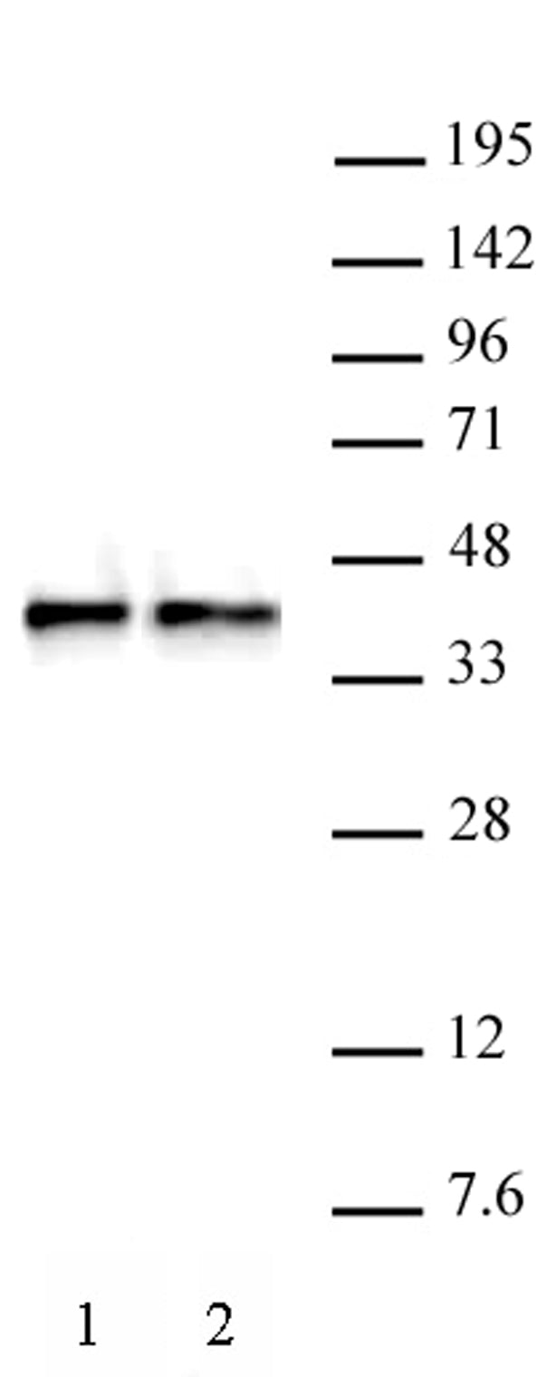 WDR5 antibody (pAb), sample - MyBio Ireland - Active Motif