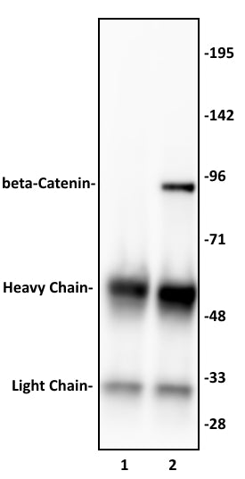 beta-Catenin antibody (pAb), sample - MyBio Ireland - Active Motif