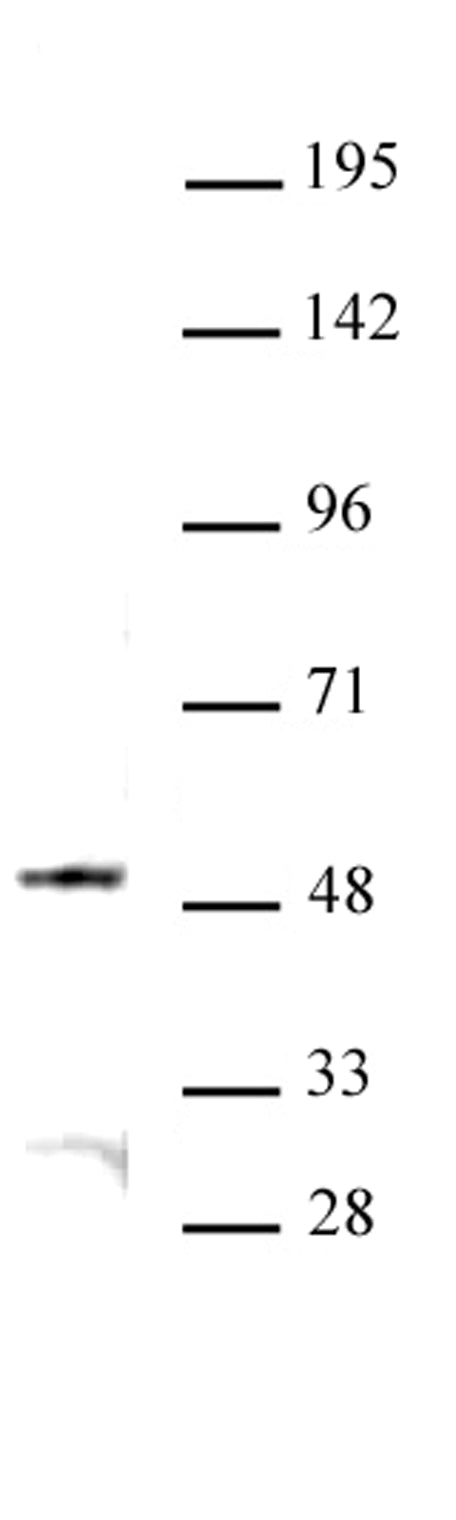 JMJD6 antibody (pAb) - MyBio Ireland - Active Motif