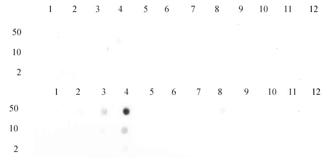 Histone H3K23me3 antibody (pAb) - MyBio Ireland - Active Motif