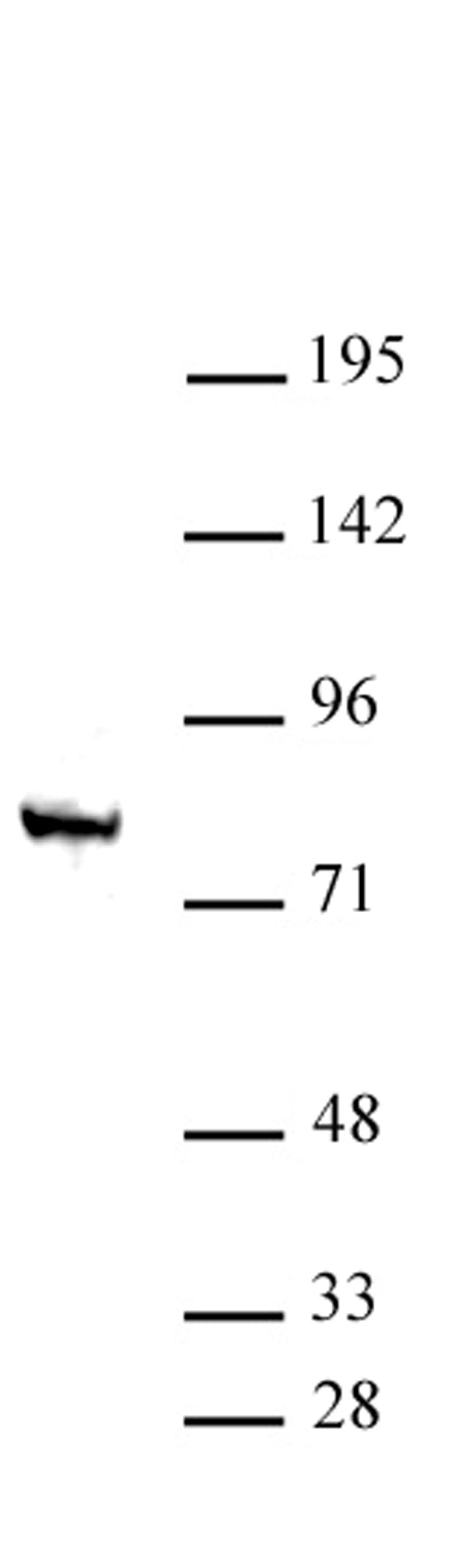 STAT4 antibody (pAb), sample - MyBio Ireland - Active Motif