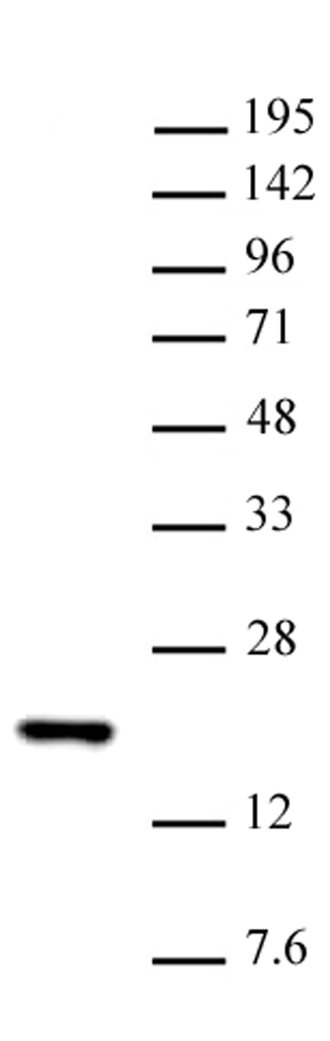 Histone H3K14me1 antibody (pAb) - MyBio Ireland - Active Motif