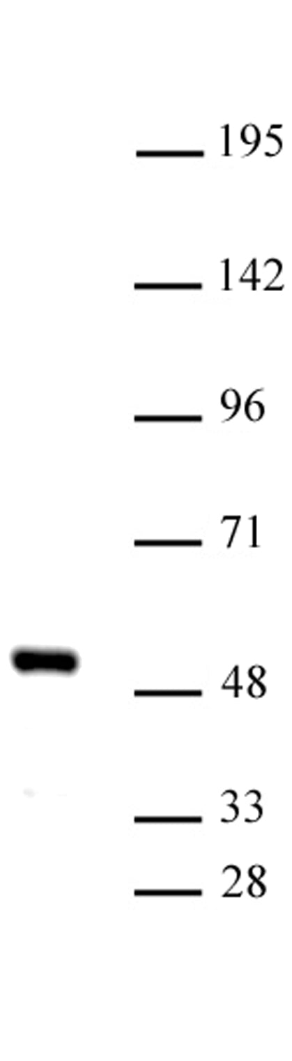 IRF-4 antibody (pAb) - MyBio Ireland - Active Motif