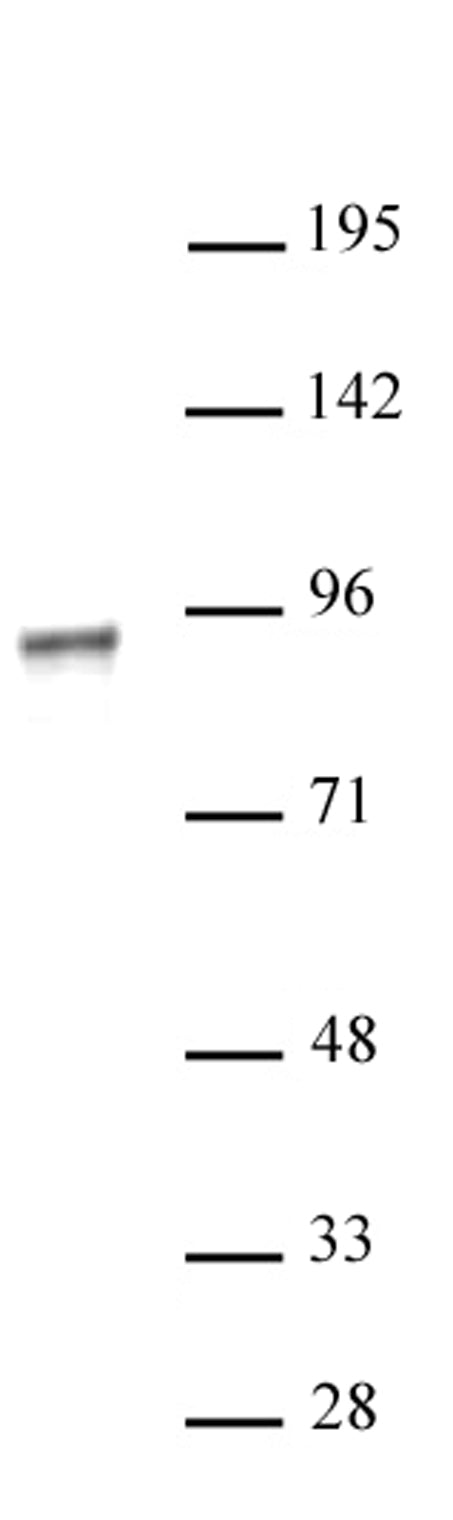 NR3C1 antibody (pAb) - MyBio Ireland - Active Motif