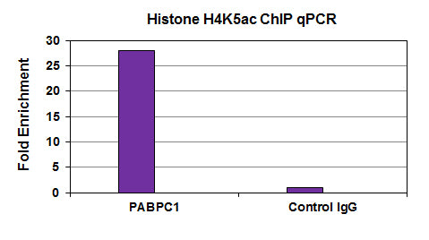 Histone H4K5ac antibody (mAb) - MyBio Ireland - Active Motif