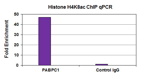 Histone H4K8ac antibody (mAb) - MyBio Ireland - Active Motif