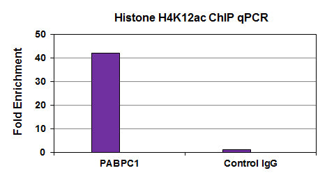 Histone H4K12ac antibody (mAb) - MyBio Ireland - Active Motif