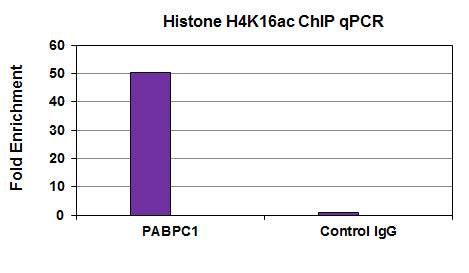 Histone H4K16ac antibody (mAb) - MyBio Ireland - Active Motif