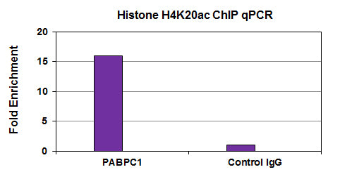 Histone H4K20ac antibody (mAb) - MyBio Ireland - Active Motif