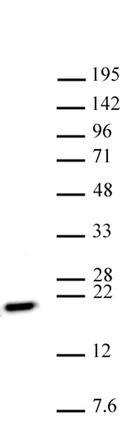 Histone H3K79me2me3 antibody (pAb) - MyBio Ireland - Active Motif