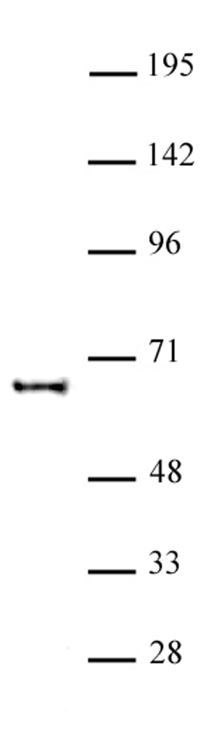 KAT5 antibody (pAb), sample - MyBio Ireland - Active Motif