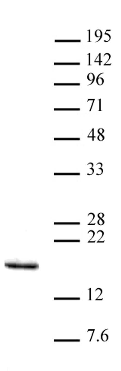 Histone H3K14me3 antibody (pAb), sample - MyBio Ireland - Active Motif