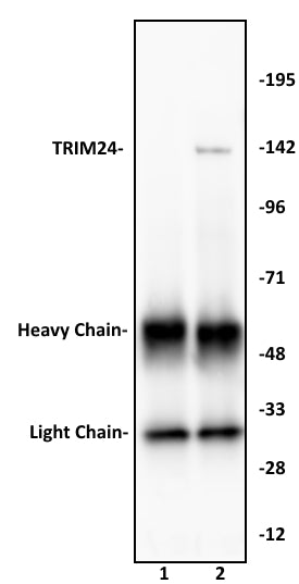 TRIM24 antibody (pAb), sample - MyBio Ireland - Active Motif