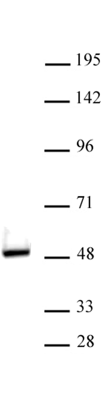 VDR antibody (pAb), sample - MyBio Ireland - Active Motif