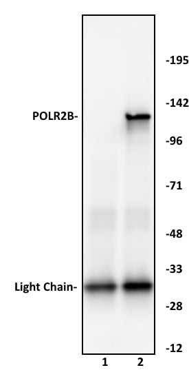 POLR2B antibody (pAb), sample - MyBio Ireland - Active Motif