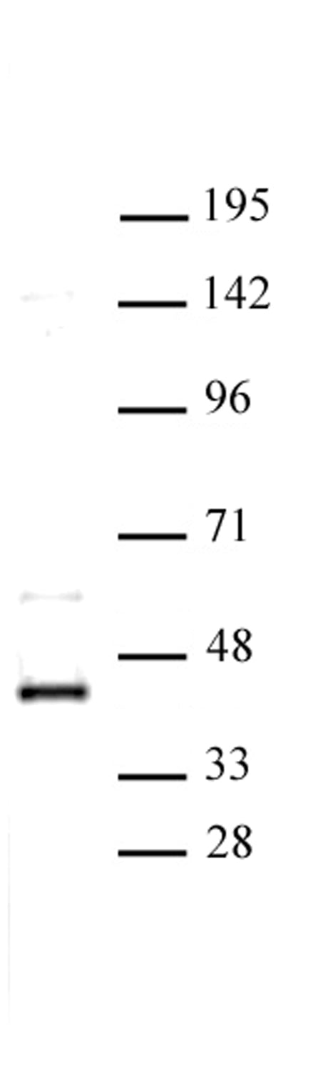 CDK9 antibody (pAb), sample - MyBio Ireland - Active Motif