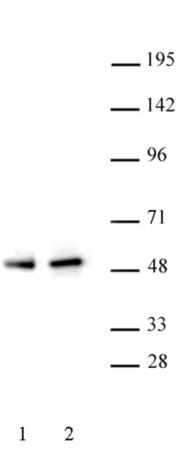 PAX5 antibody (pAb) - MyBio Ireland - Active Motif