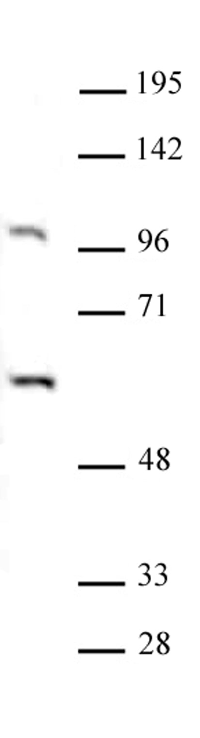 PAF1 antibody (pAb) - MyBio Ireland - Active Motif