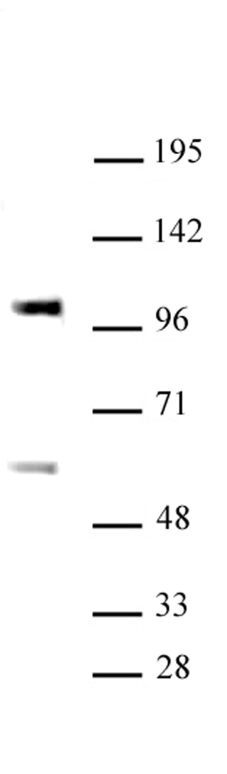 SP3 antibody (pAb) - MyBio Ireland - Active Motif