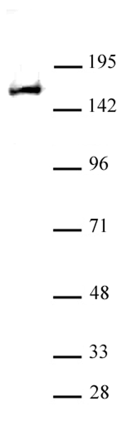 REST antibody (pAb), sample - MyBio Ireland - Active Motif