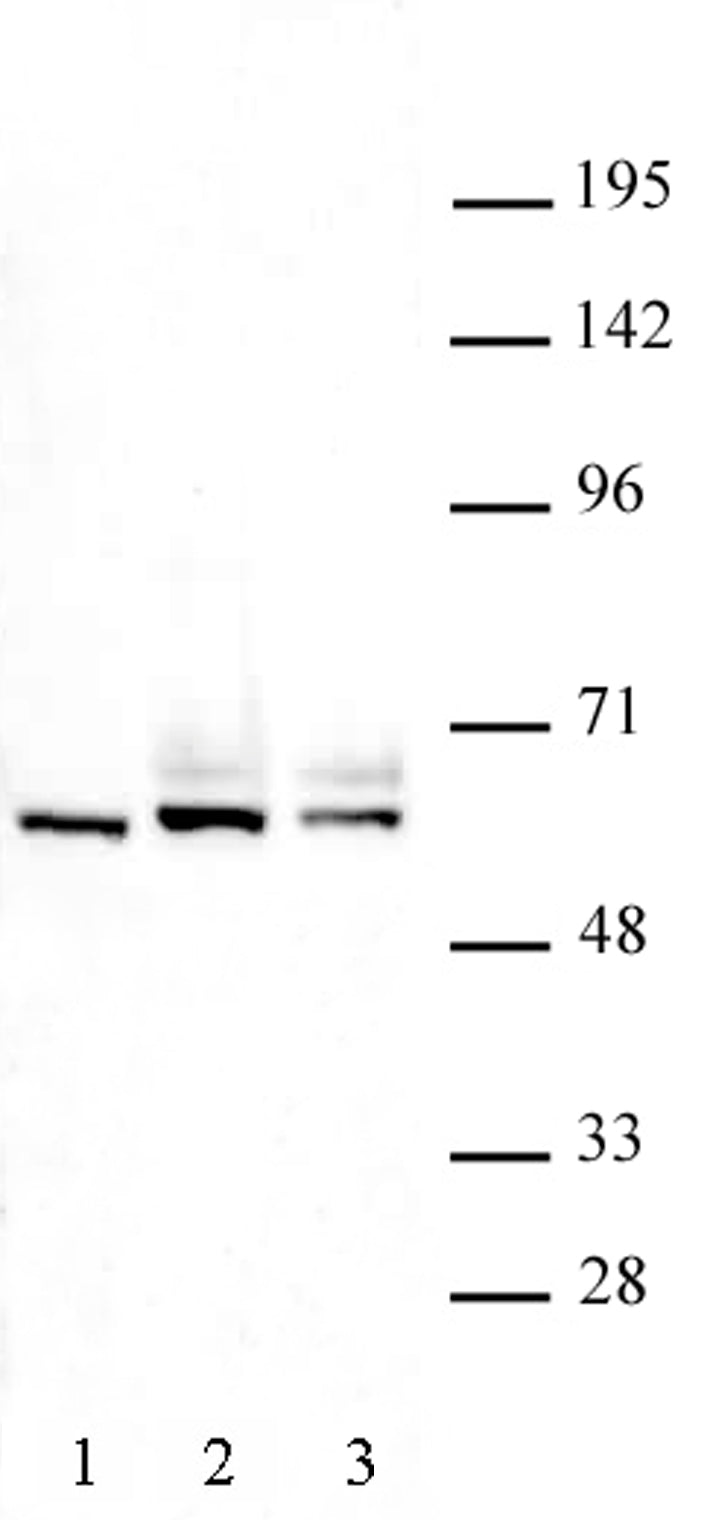 FOXO4 antibody (pAb), sample - MyBio Ireland - Active Motif