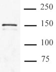 Cas9 antibody (mAb), sample - MyBio Ireland - Active Motif