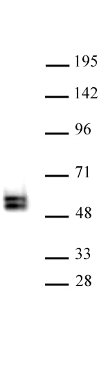 TCF7 antibody (pAb) - MyBio Ireland - Active Motif