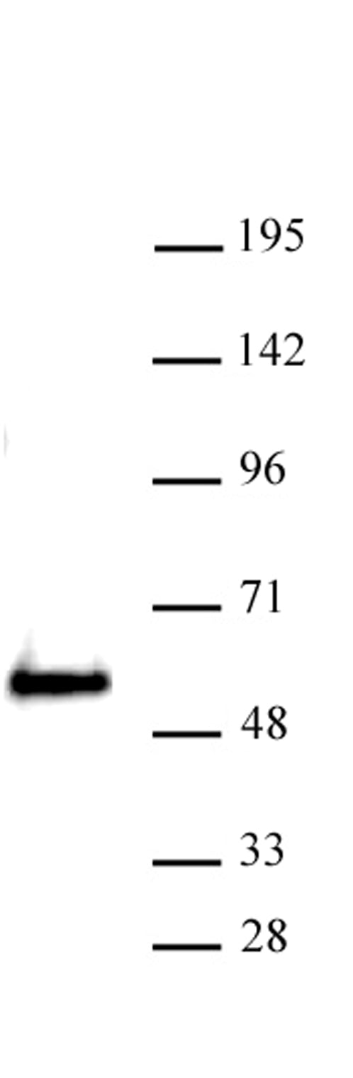 SMARCE1 antibody (pAb), sample - MyBio Ireland - Active Motif