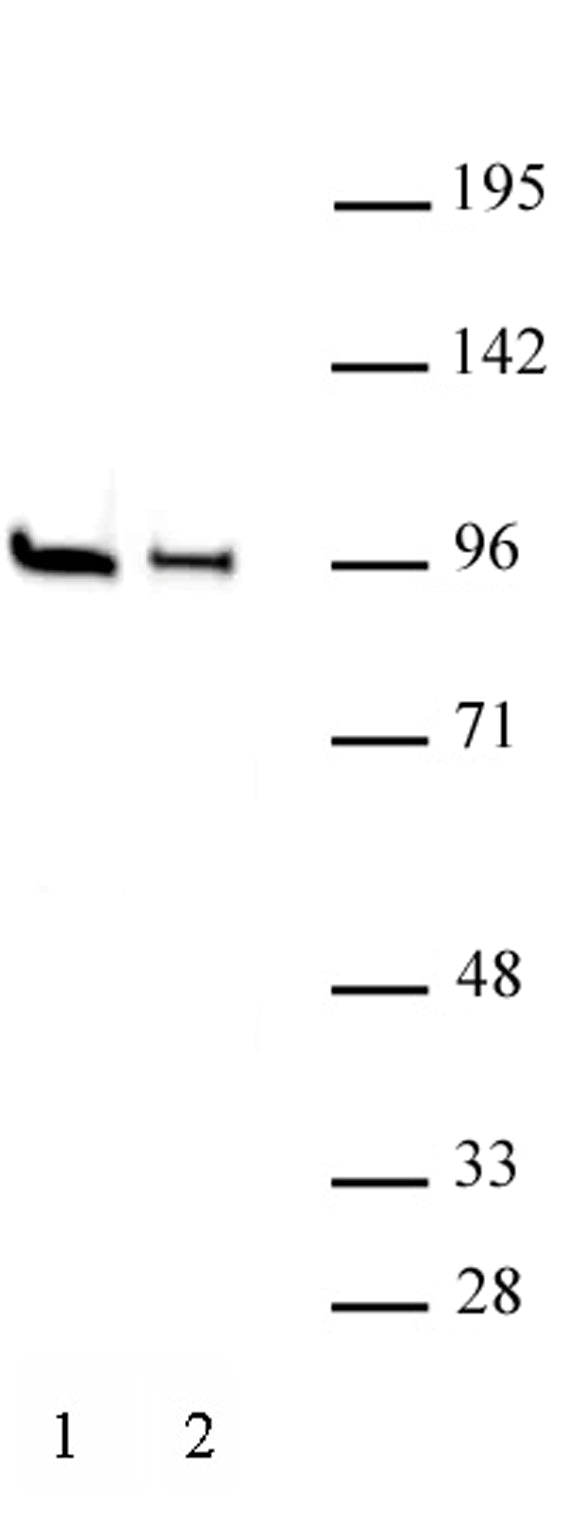 EZH1 antibody (pAb) - MyBio Ireland - Active Motif